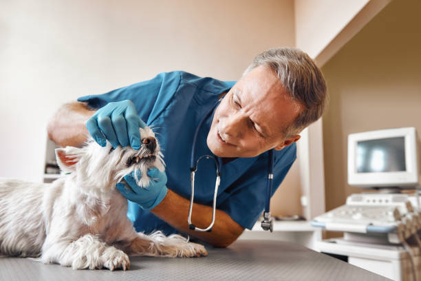 Best Broken Tooth Emergency  in Point Marion, PA